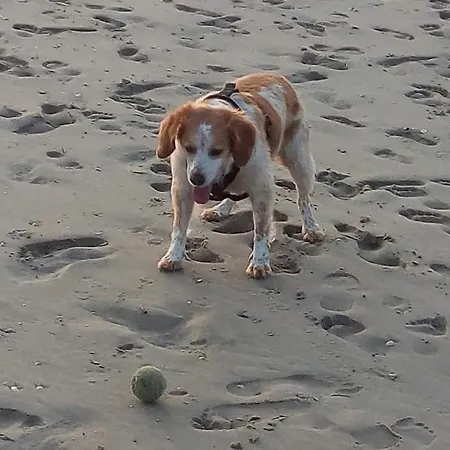 Orchidee Διαμέρισμα Berck